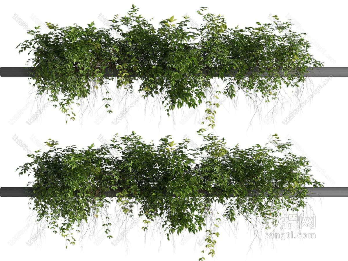 现代藤蔓植物