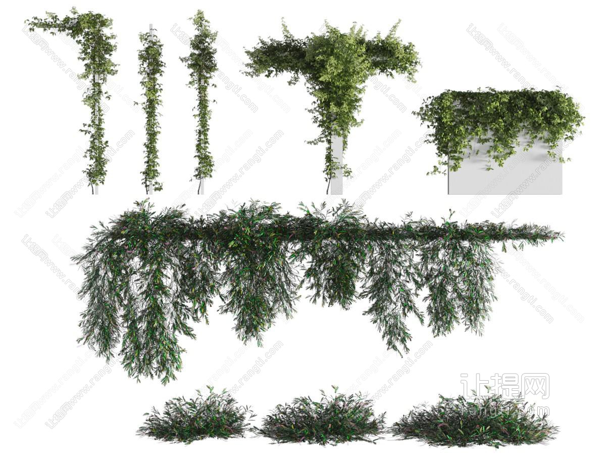 现代藤蔓植物