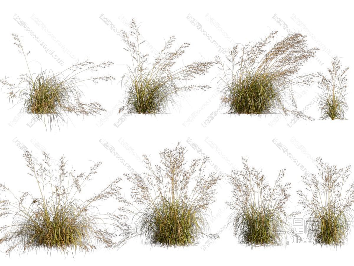 现代花草植物