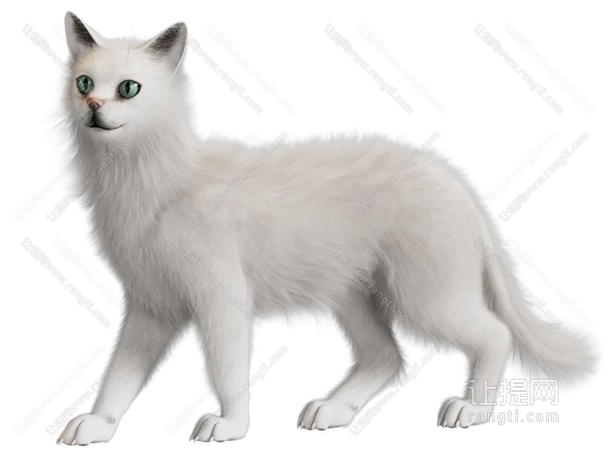 一只白色的猫