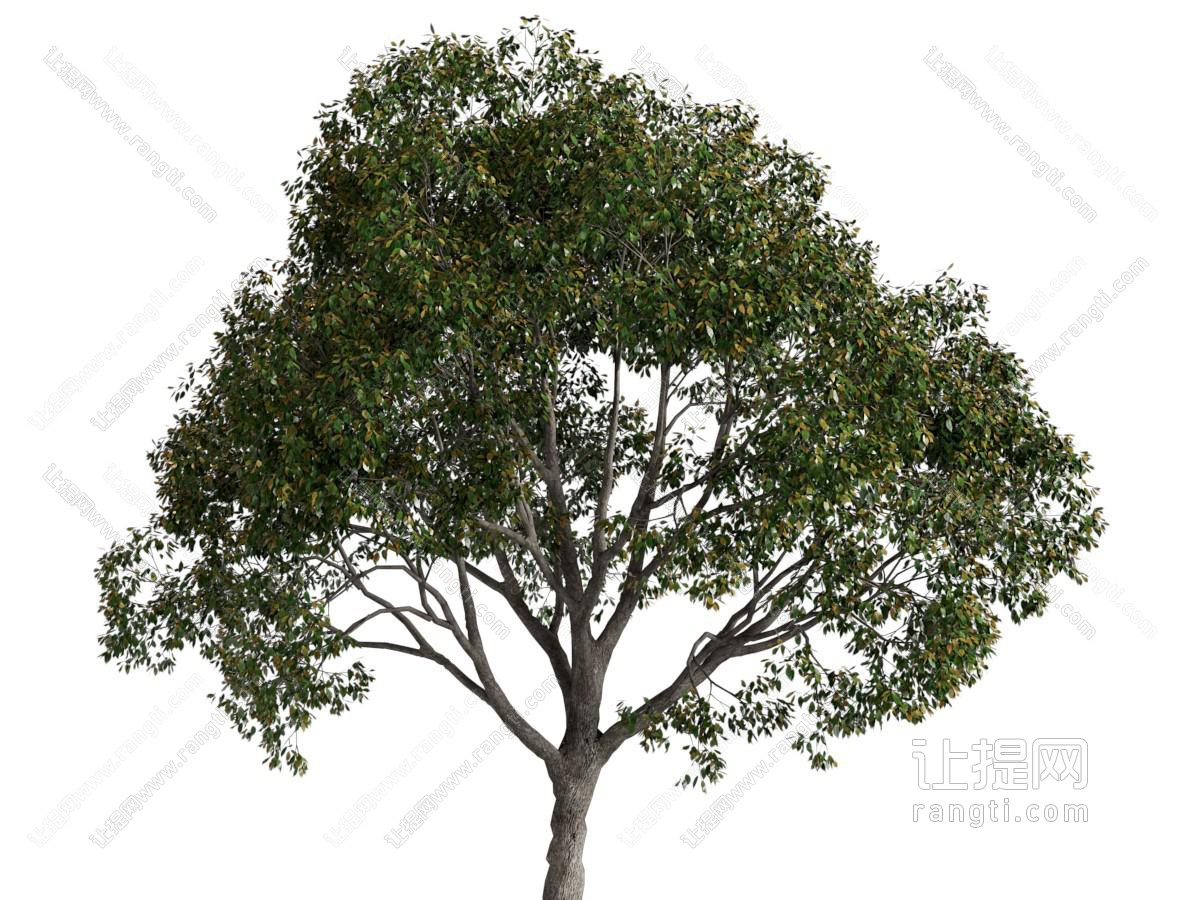 现代大树