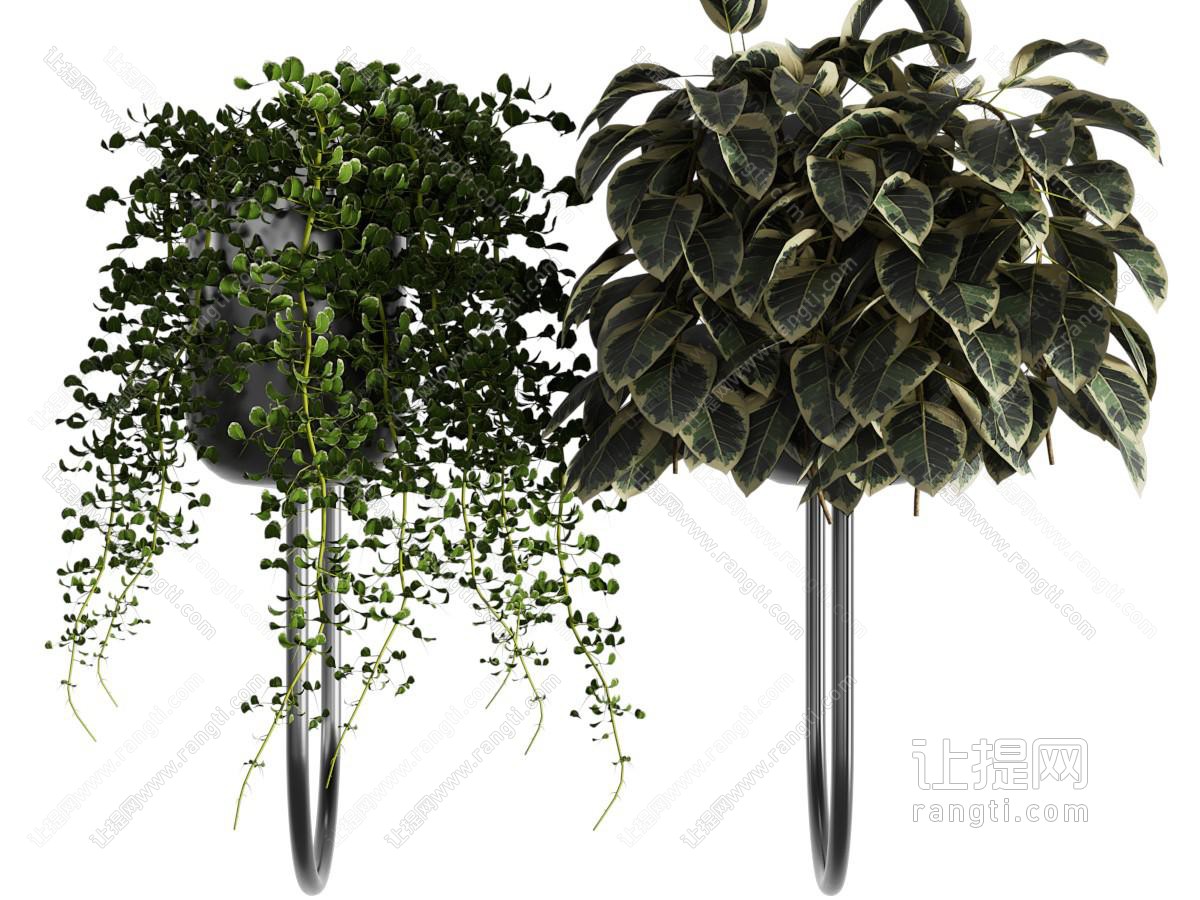 现代藤蔓盆栽植物