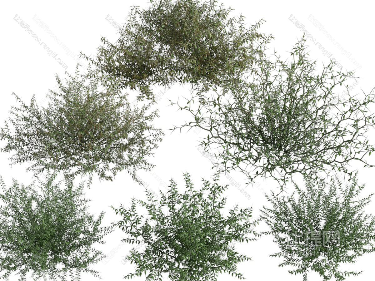 现代草丛植物