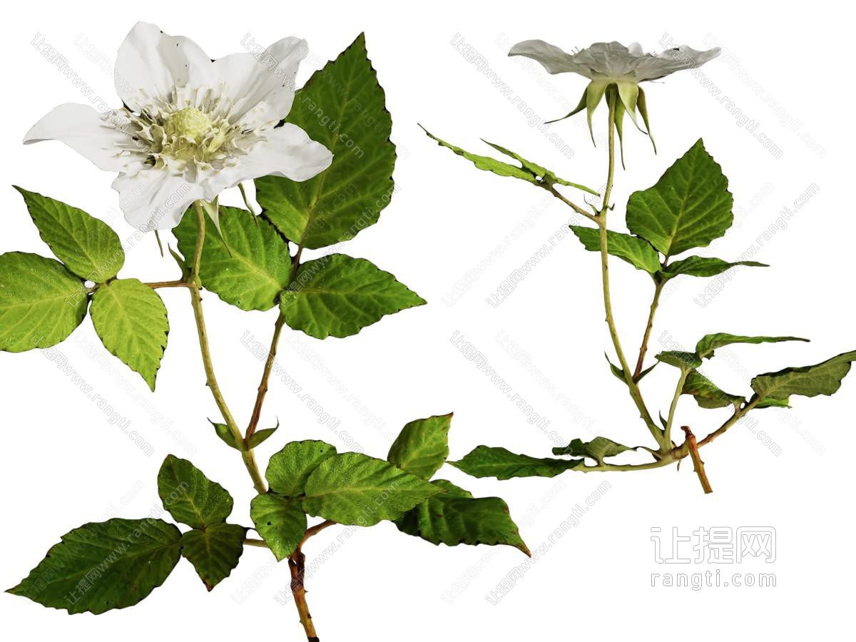 现代开着白色花朵的草本植物