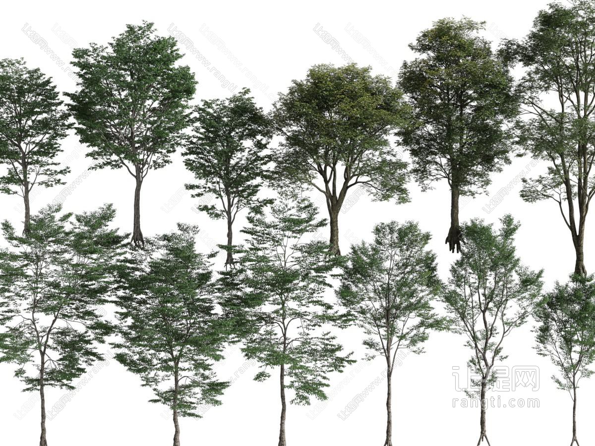 现代大树