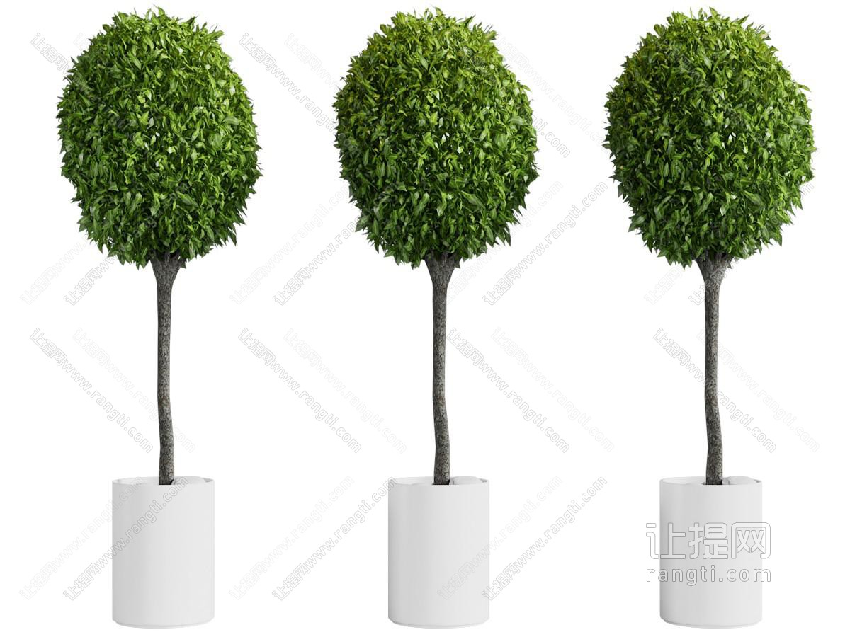 现代盆栽树木植物