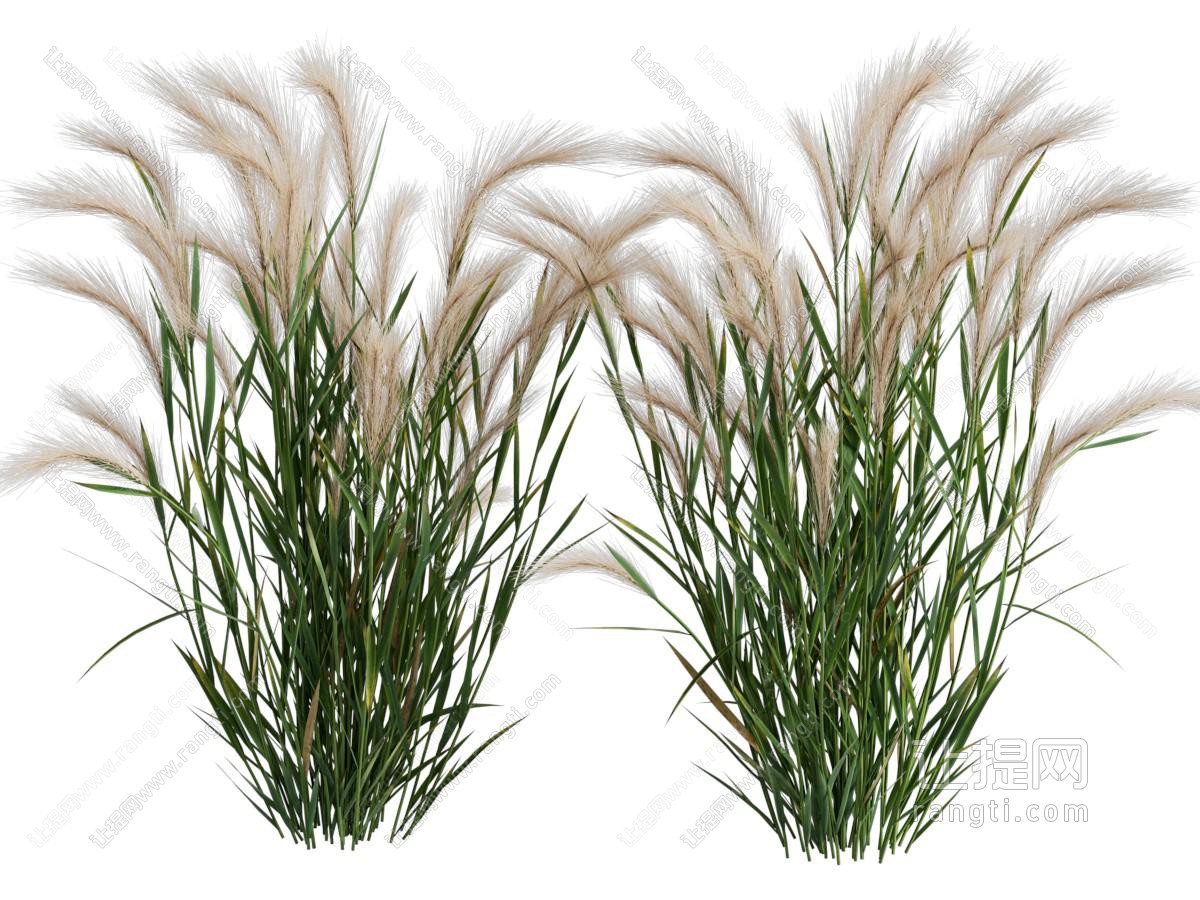 现代狗尾巴草花草植物