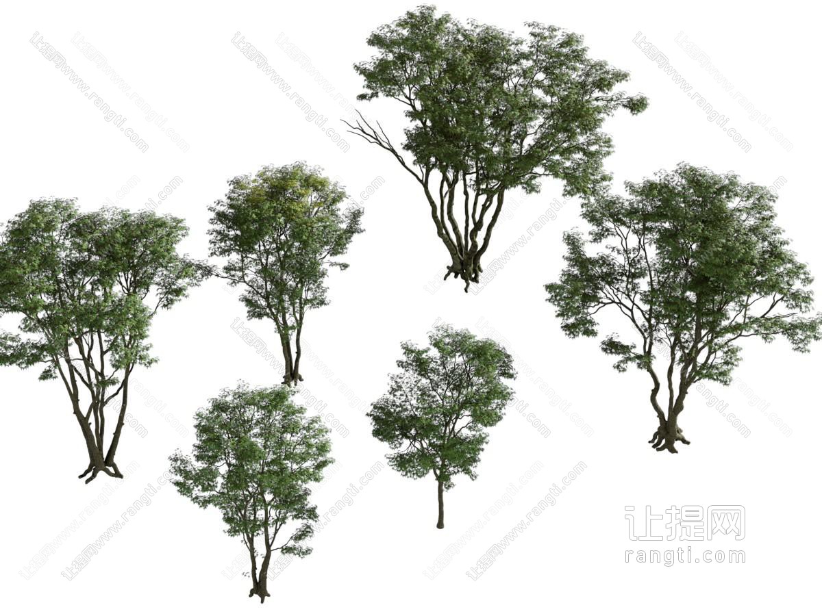 现代景观大树