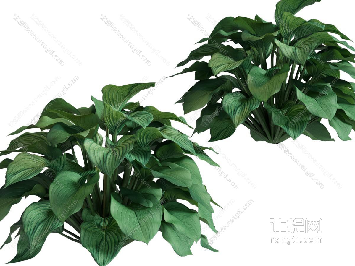 现代花草植物