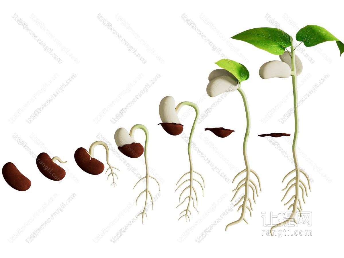 现代发芽的种子、幼苗植物