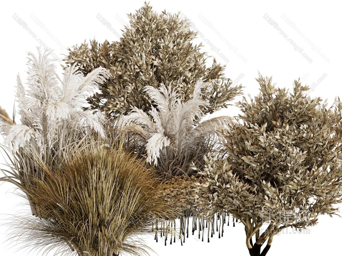 现代枯萎的花草、干花芦苇植物