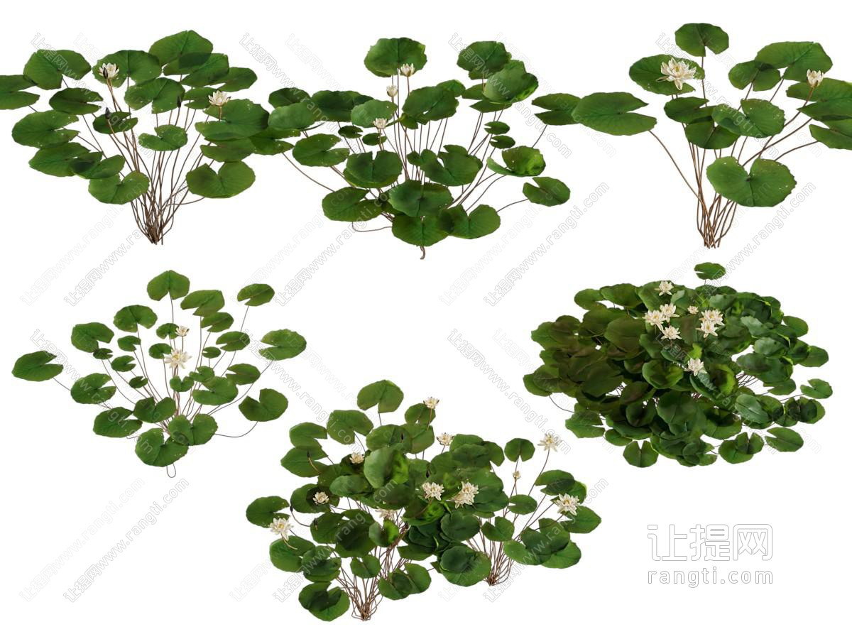 现代睡莲水生植物