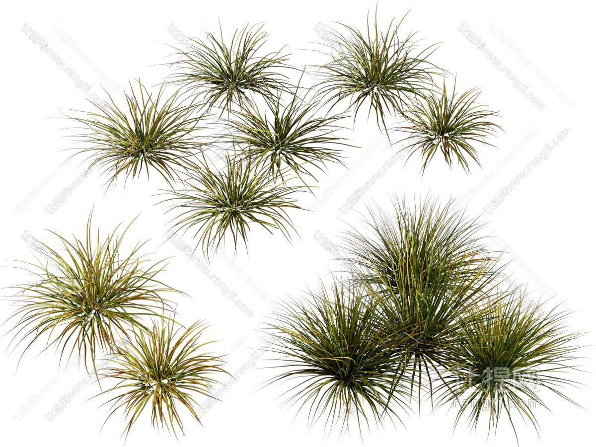 现代花草植物