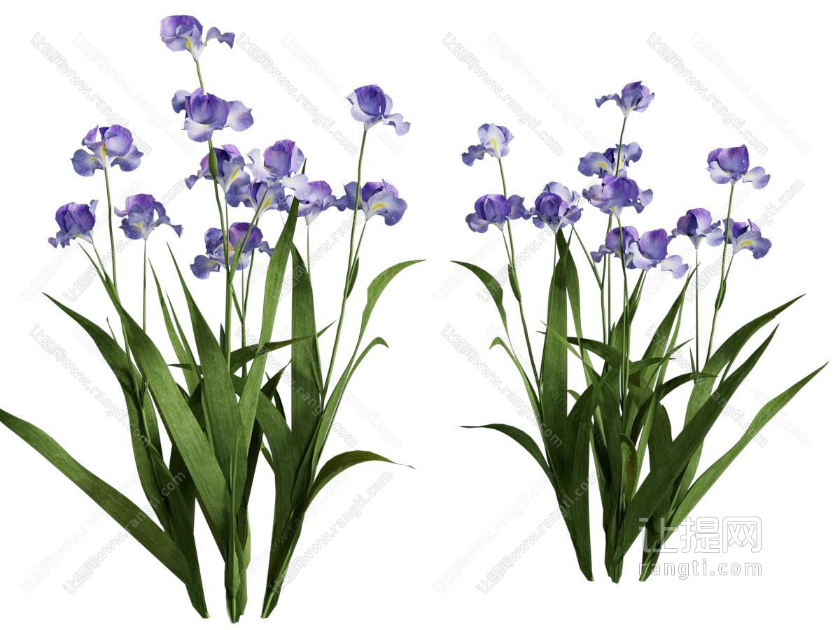 现代花卉花草植物