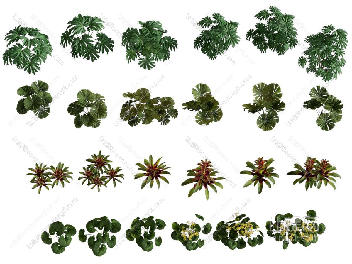现代花草植物绿植