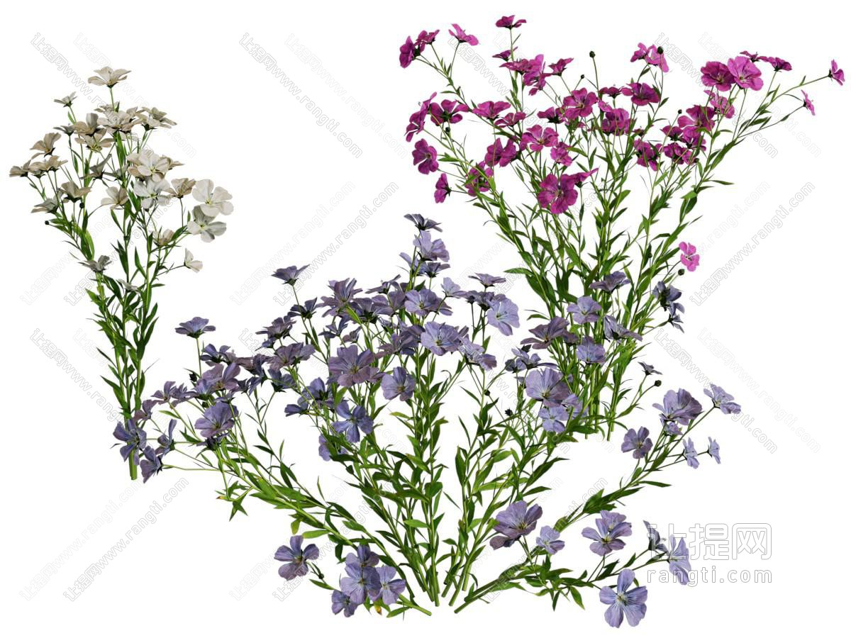 现代花草花卉植物