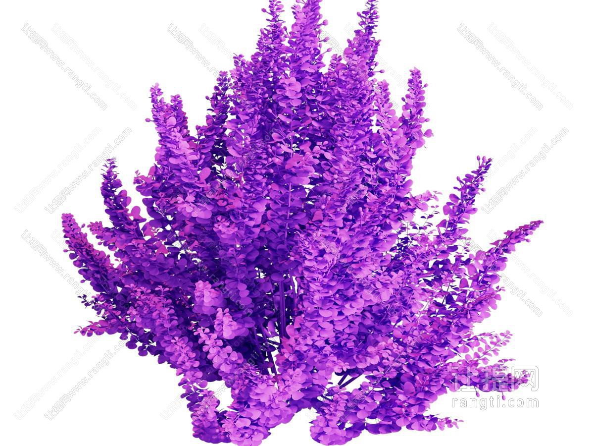 现代紫色花草植物