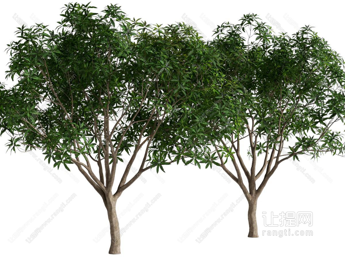 现代景观树木