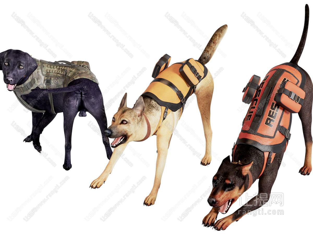 现代警犬 狗