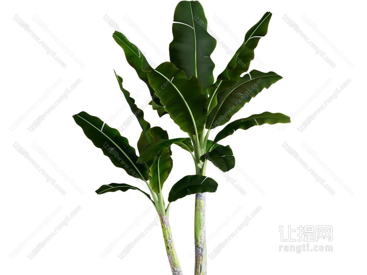 现代芭蕉花草植物