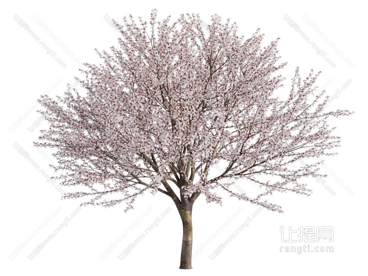 现代开满花的花树