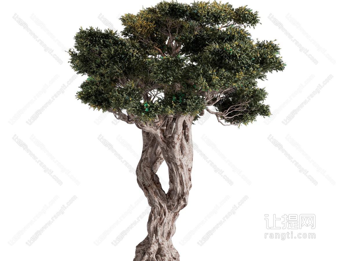 现代老树