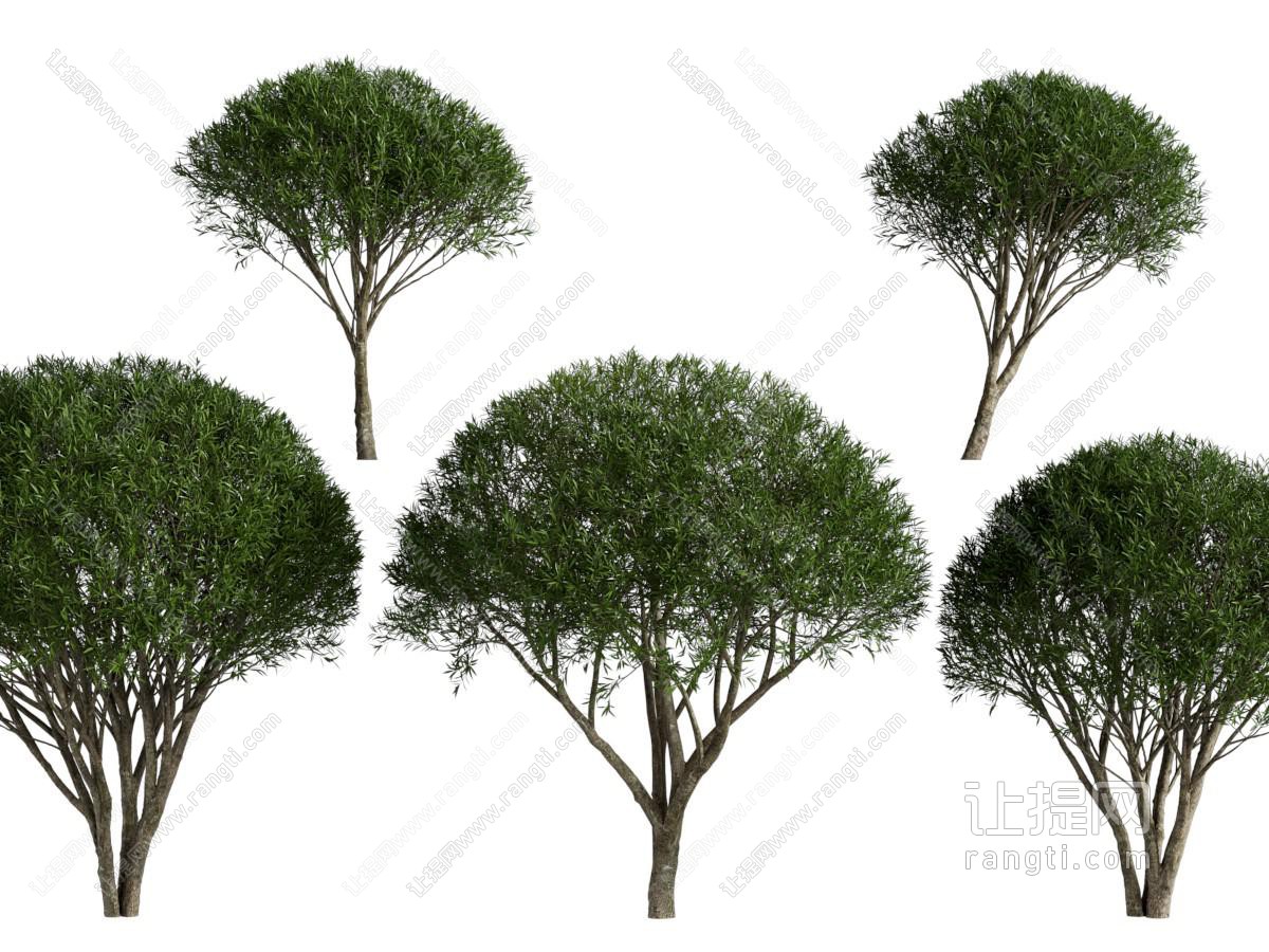 现代景观树木