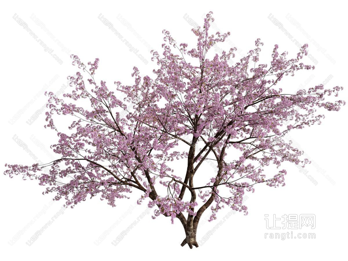 现代花树