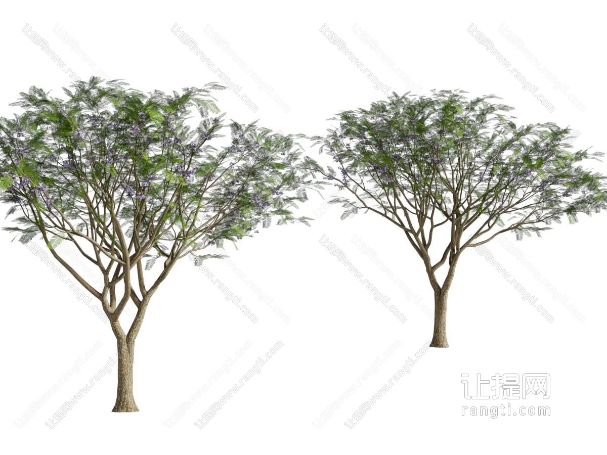现代景观树木