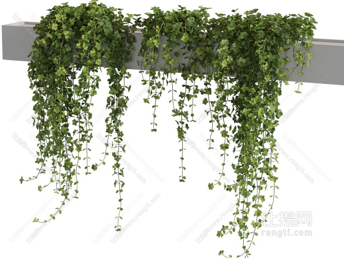 现代藤蔓植物