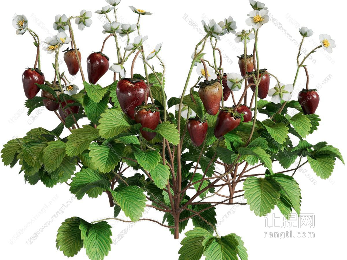 现代草莓水果花草植物