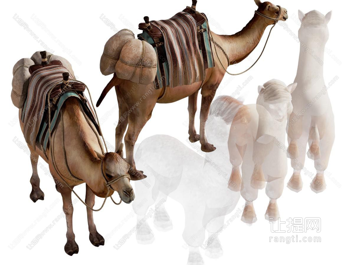 现代骆驼 爬行动物