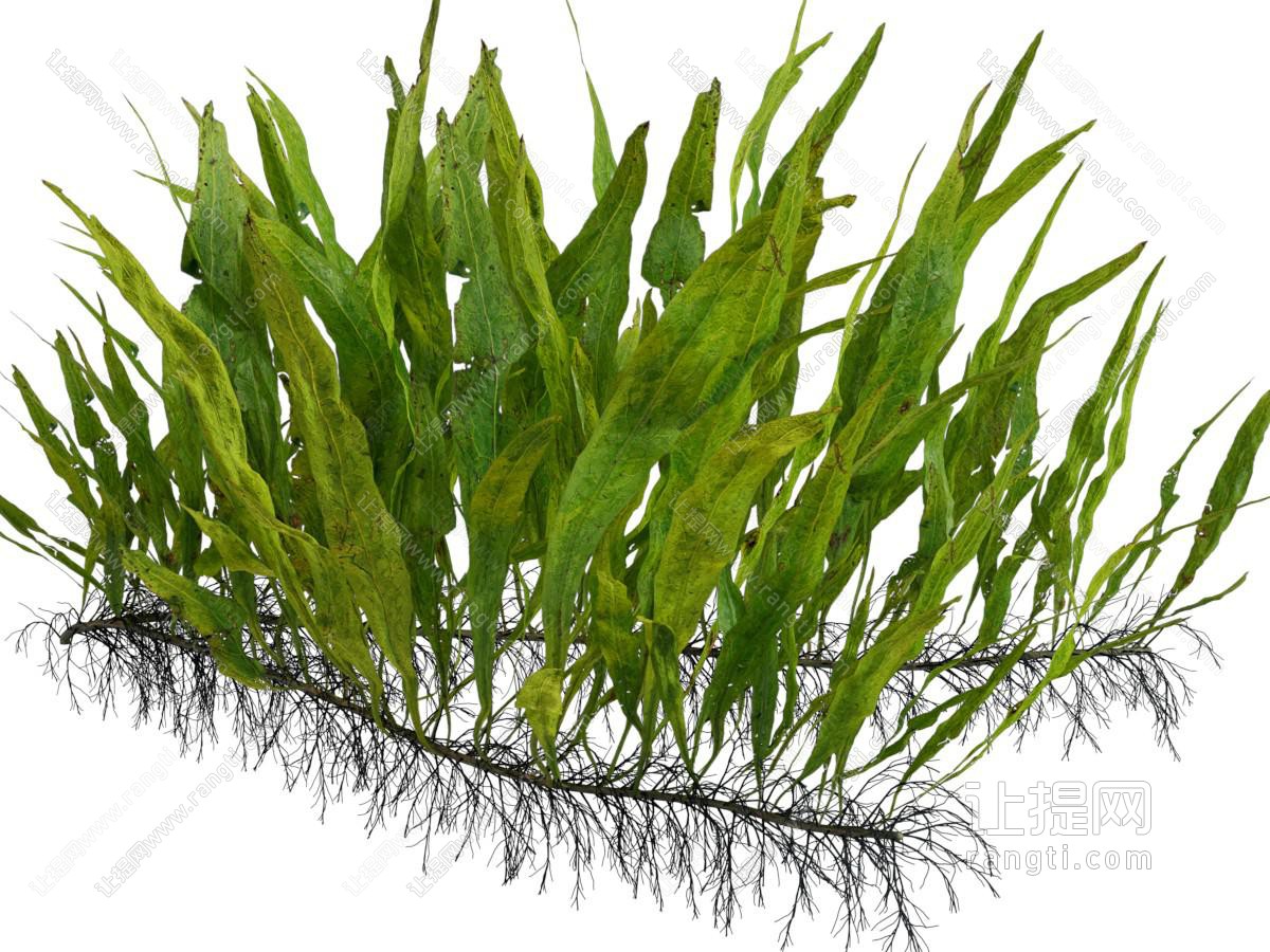 现代花草植物