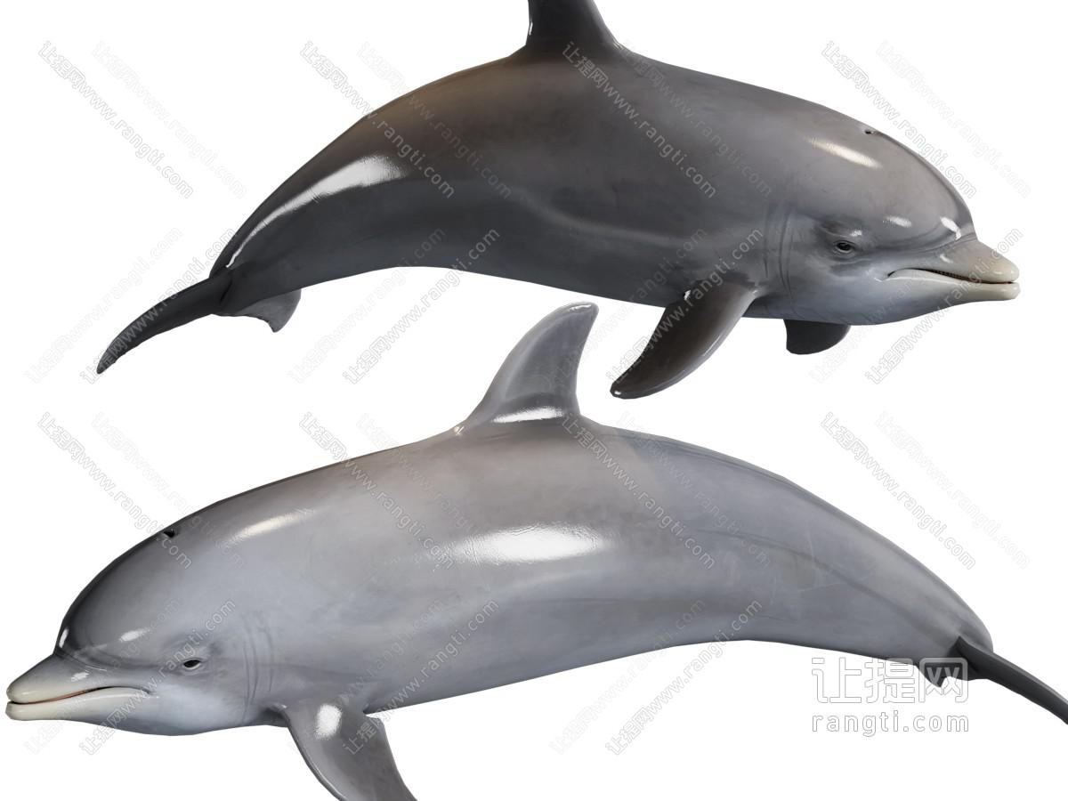 现代海豚 海洋水生生物