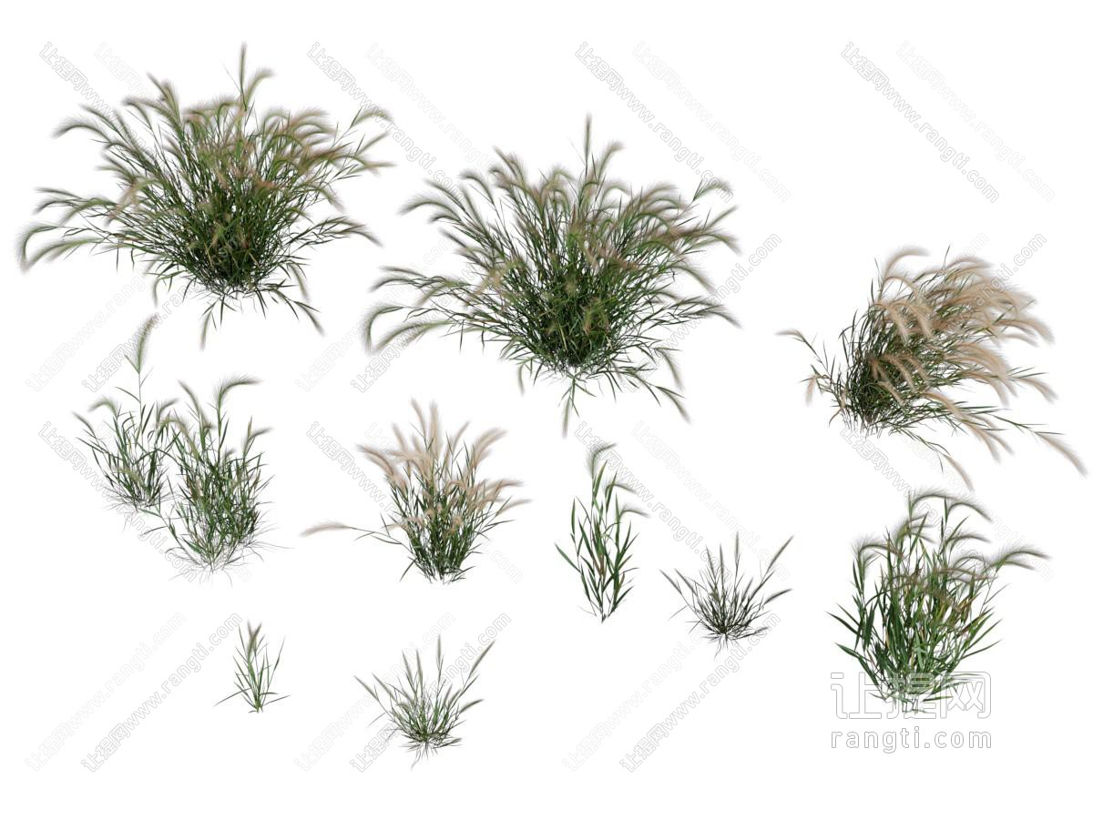 现代狗尾巴花草植物