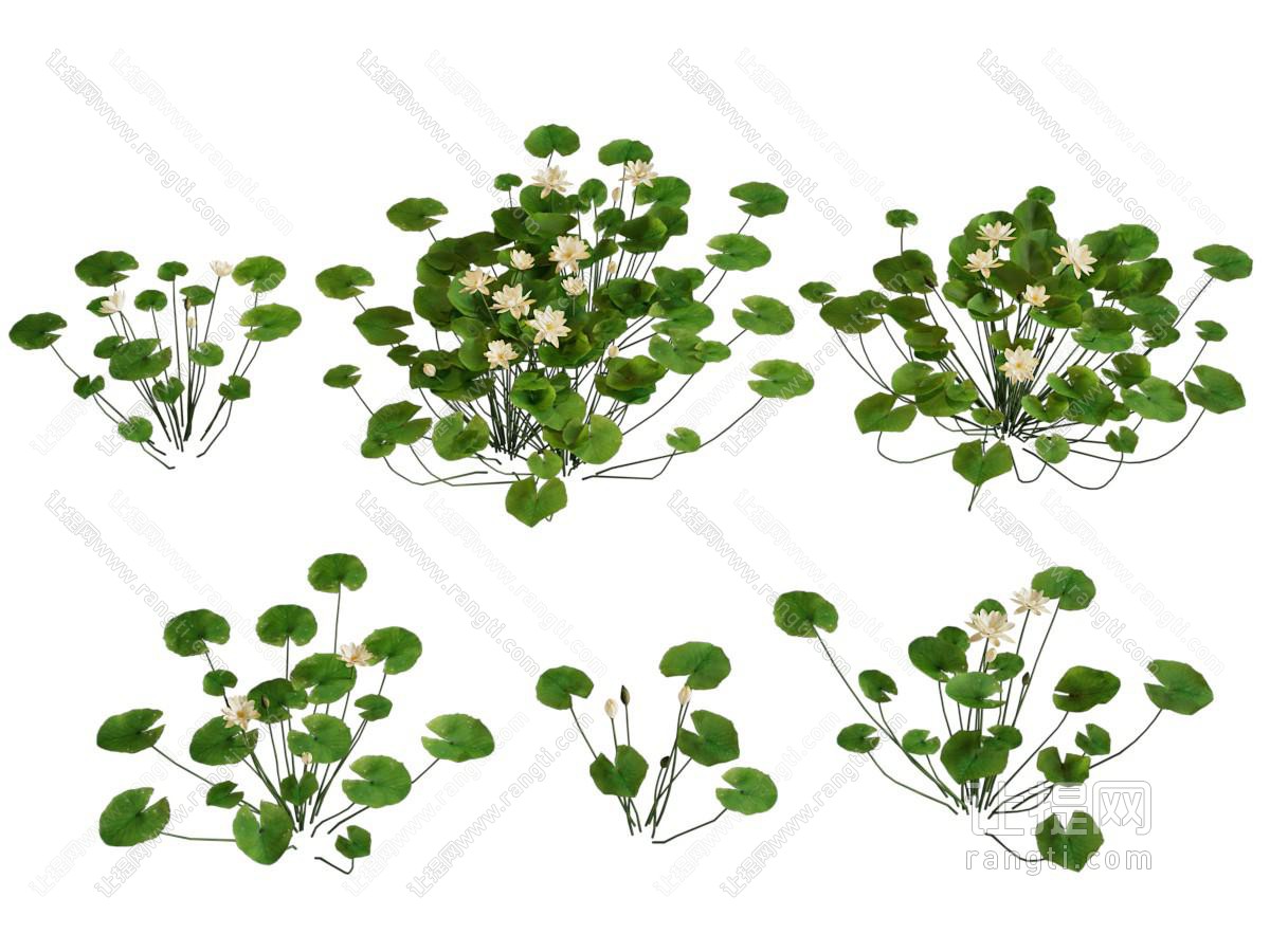现代睡莲 水生花草植物