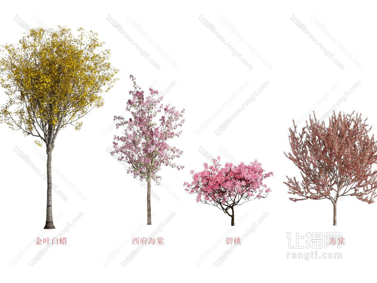 现代花树 景观树木