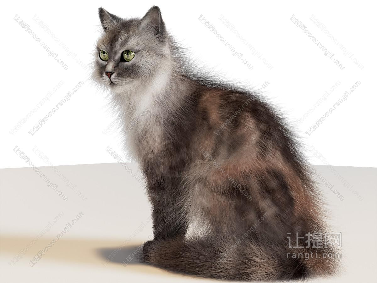 现代宠物猫咪