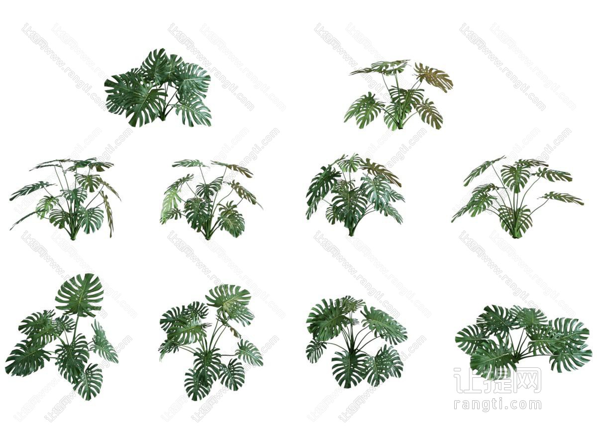现代花卉花草植物