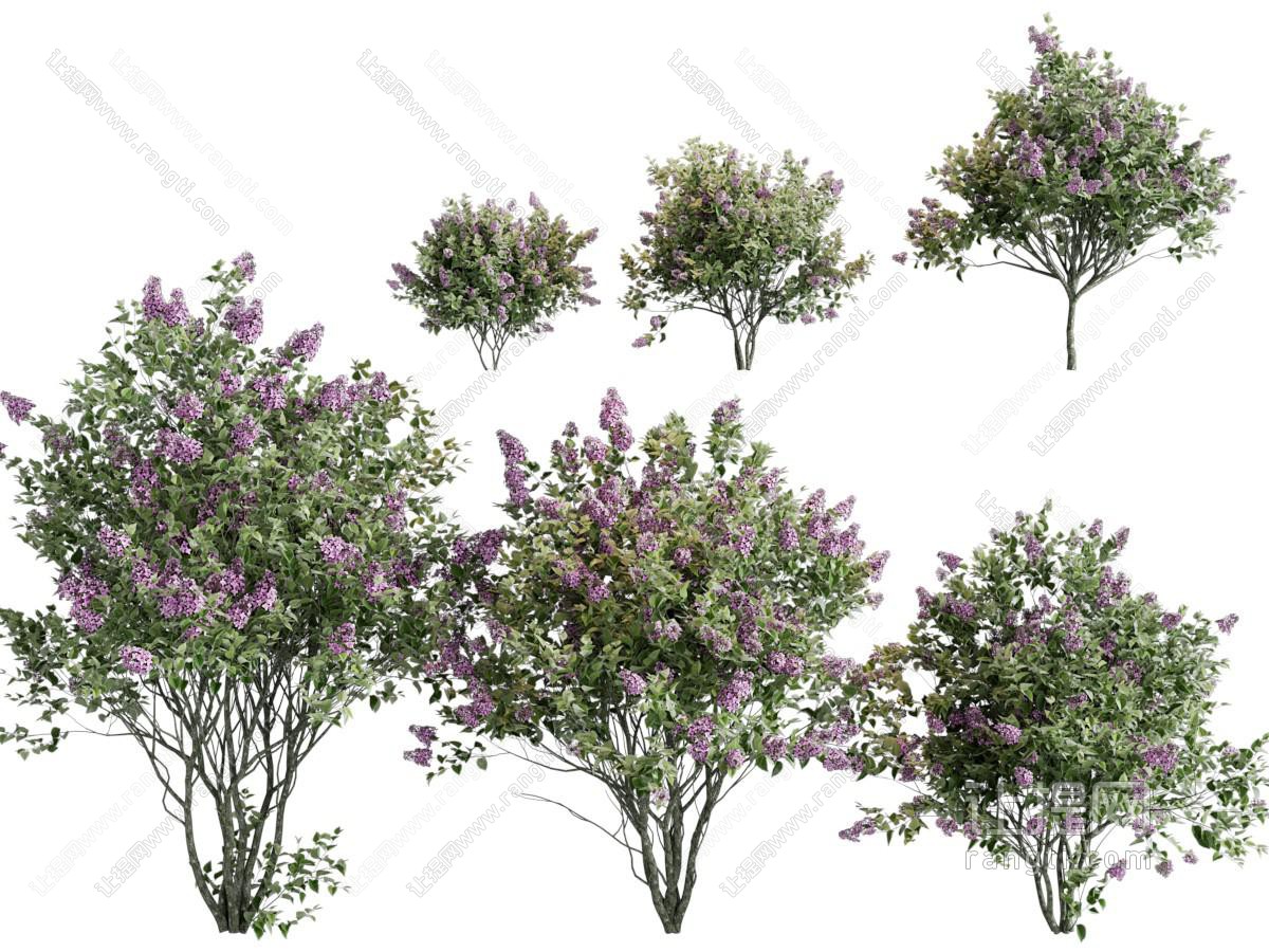 现代花树 景观树木