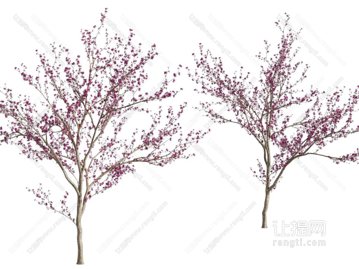 现代开满花朵的景观树木