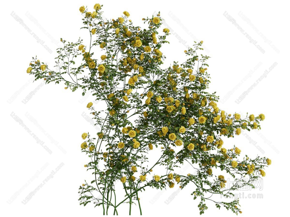 现代开满黄色花朵的花卉植物