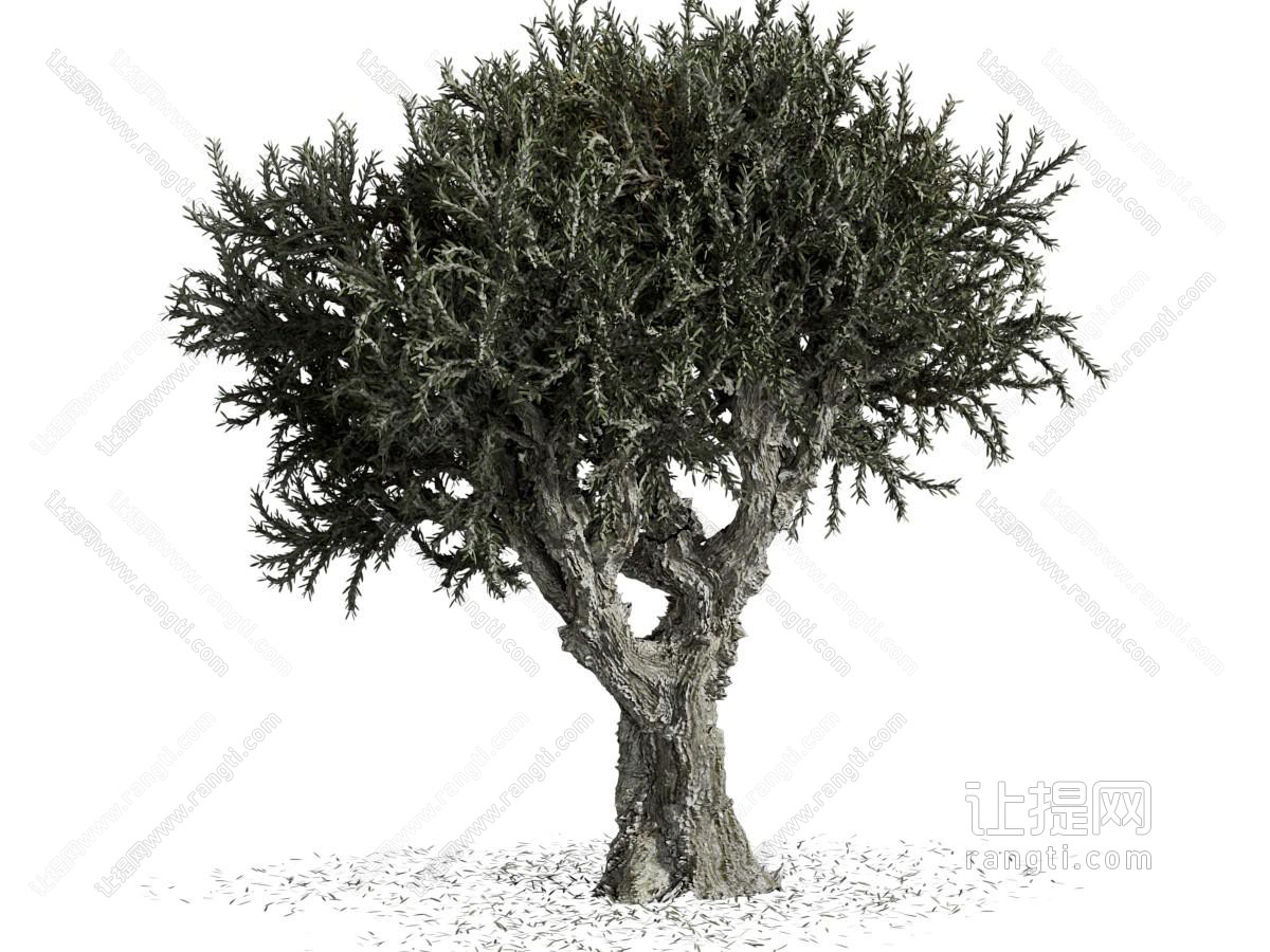 现代老树 古树