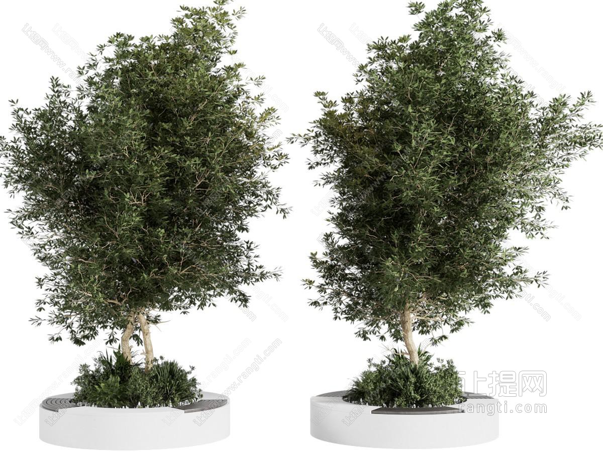 现代花坛树木 景观树木