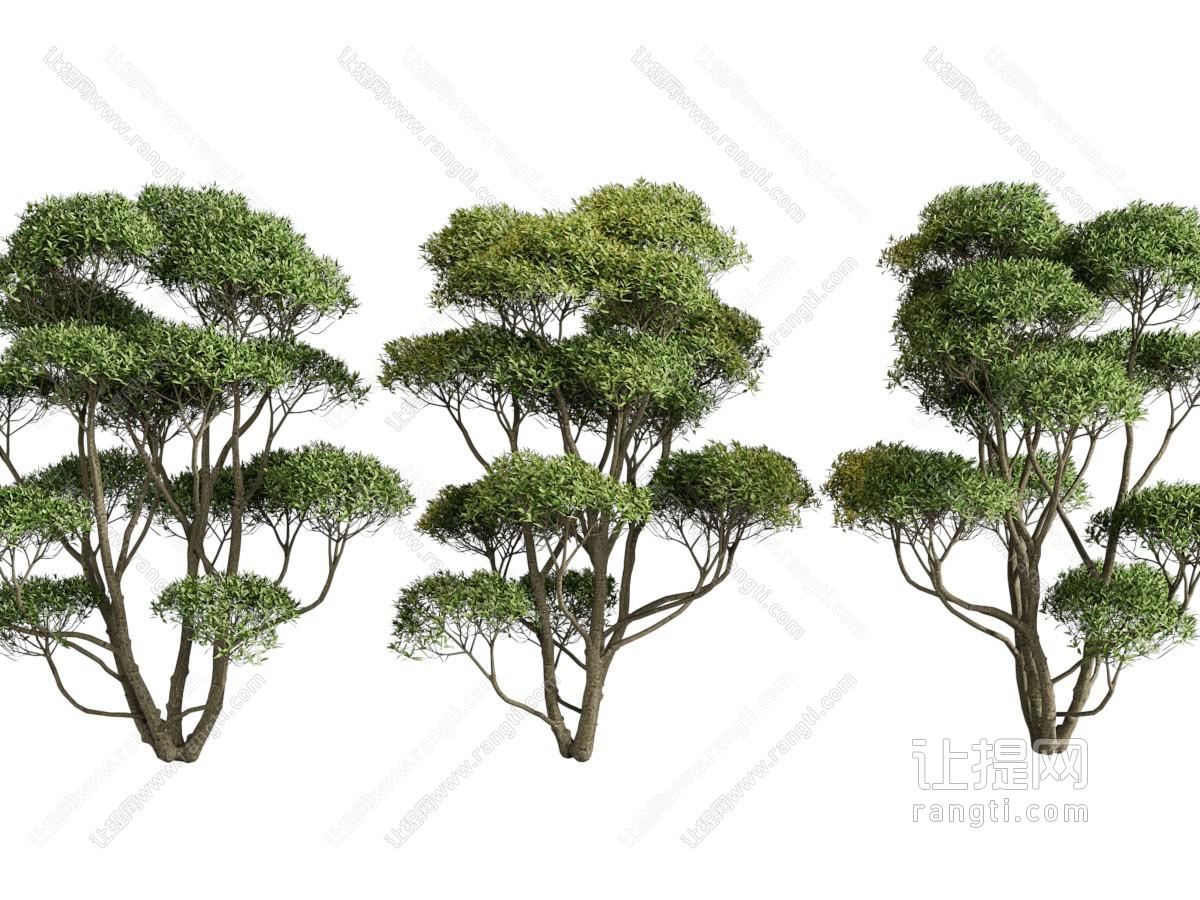 现代景观树木