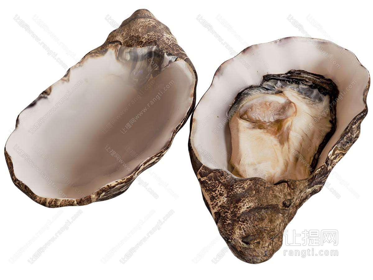 现代海鲜 贝壳 牡蛎 水生动物