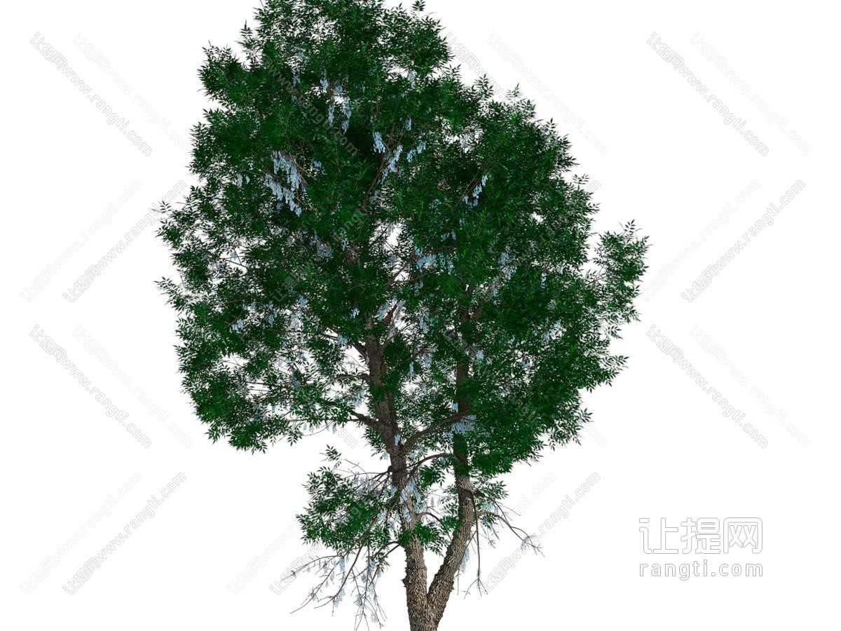 现代景观树木
