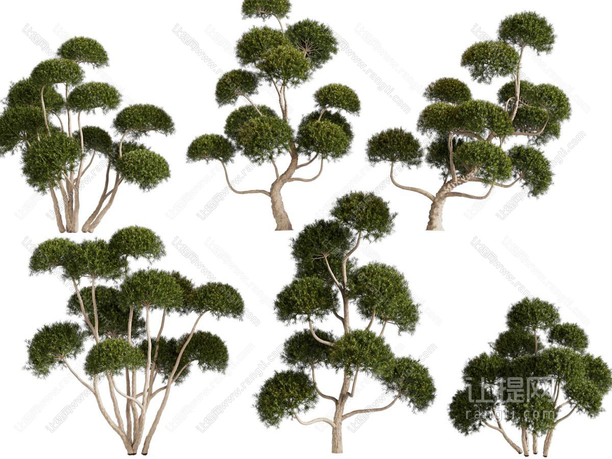 现代景观树木