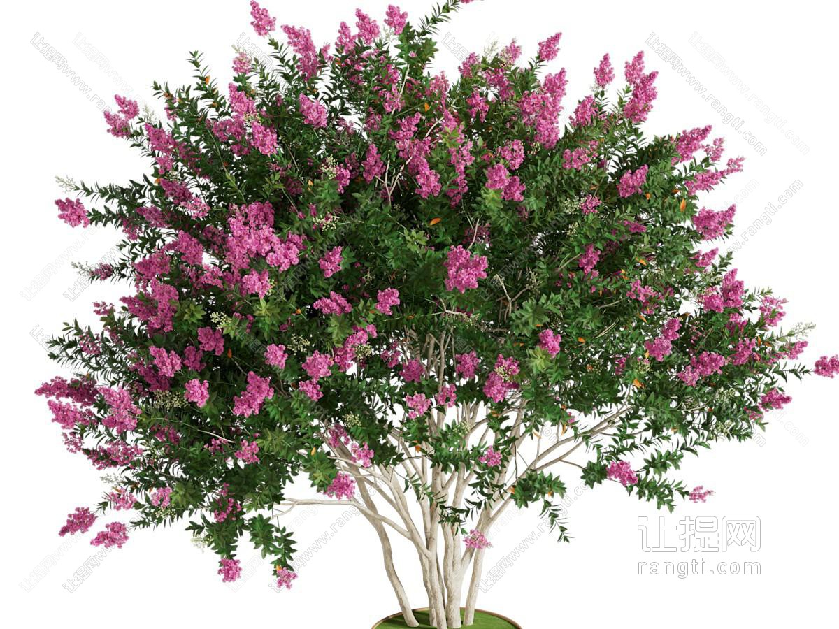 现代花树 景观树