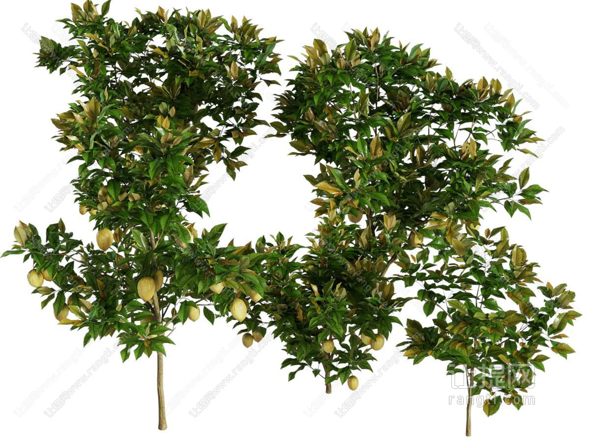 现代果树
